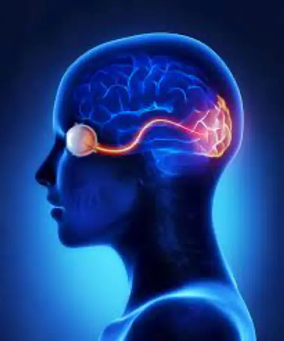 Figure 4.The Optic Nerve And Its Visual Link To The Brain