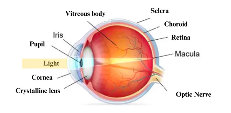 Figure 1. Anatomy of the human eye